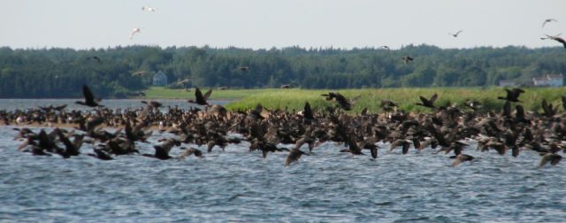 Birds along the shore entering Murray Harbor
